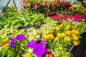 Seasonal Flower Planting Guide for Beautiful Blooms