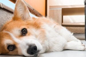 Pet Insurance for Chronic Conditions: What’s Covered and What’s Not
